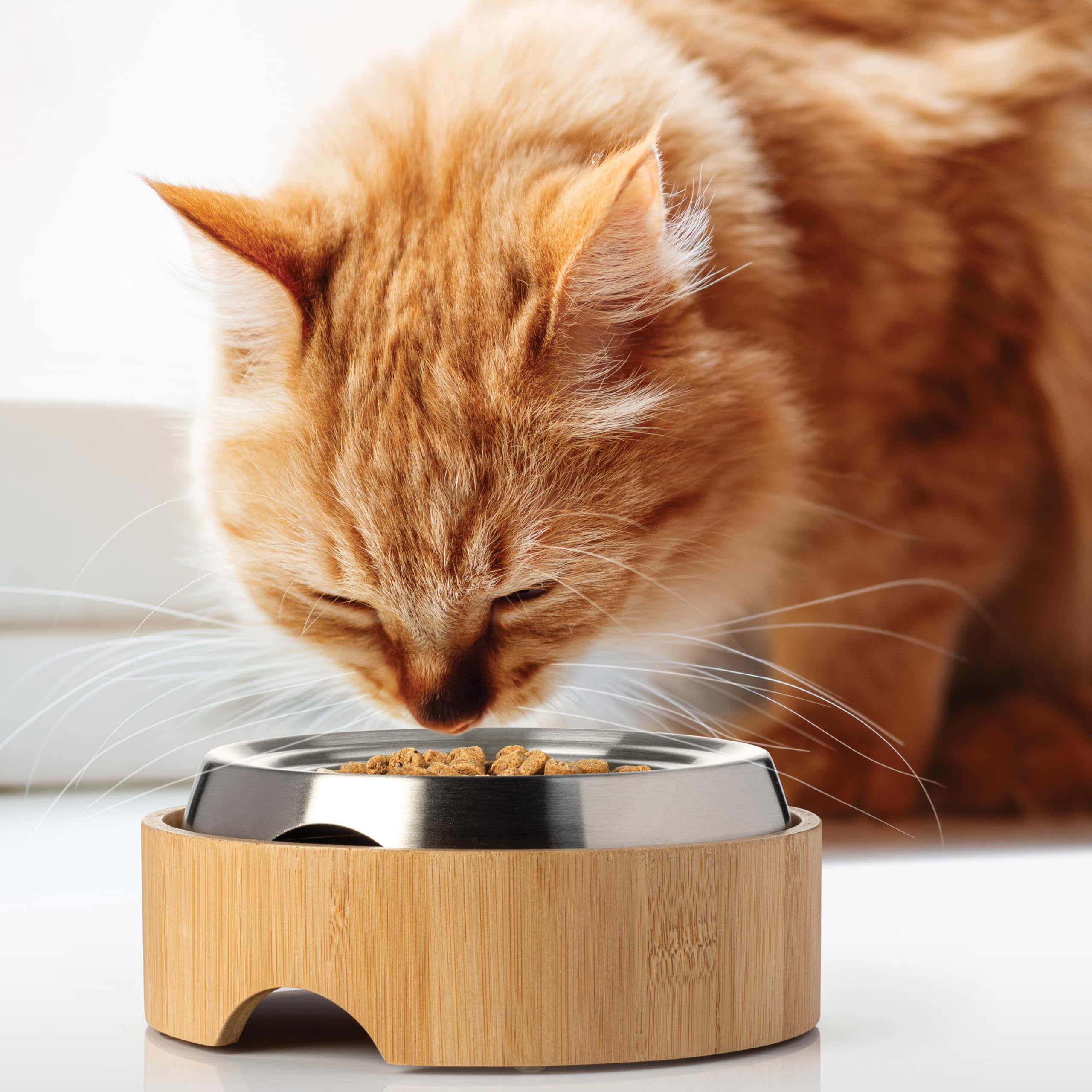 Amazon.com: CatGuru Food Table for Cat Bowls, Elevated Feeding